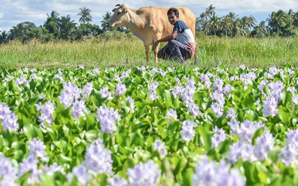 Sidek Ali menikmati panorama keindahan bunga keladi bunting yang menjadi landskap di tali air dan kini mula mengeluarkan bunga berwarna ungu ketika tinjauan di Kampung Kok Bedollah. - Foto Bernama