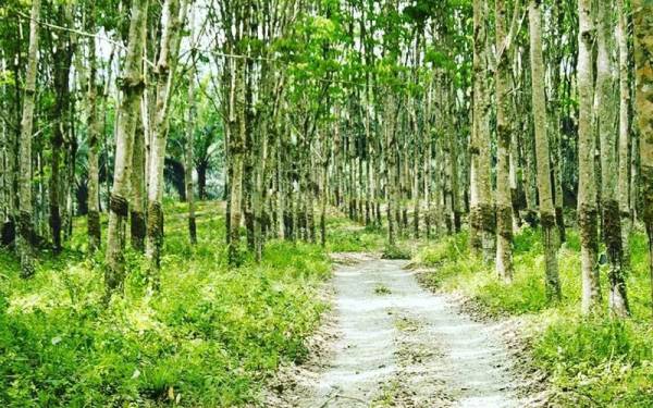 Kebun getah yang dikekalkan sebagai sebahagian daripada kawasan peranginan.