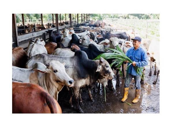 Bidang ternakan diberi fokus dengan matlamat meningkatkan pengeluaran daging tempatan dan keselamatan makanan melalui amalan penternakan baik serta moden.