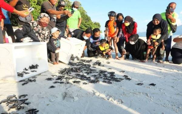 Halina (kiri) bersama 80 pelancongan dan penduduk setempat melepaskan anak penyu jenis agar di Pulau Tulai, Toiman pada Ahad