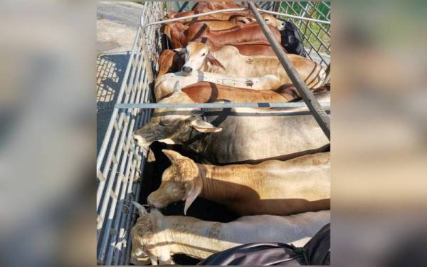 sebanyak 12 ekor lembu yang dipercayai diseludup dari Thailand tidak sempat dijual.