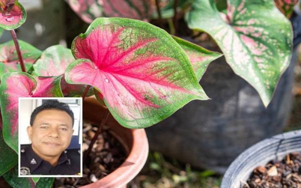 Seorang peminat pokok keladi hiasan terpaksa membayar lebih RM4,200 bagi mendapatkan tanaman itu yang dibeli pada harga RM140 secara dalam talian pada Ahad lalu. (Gambar kecl, Mohd Wazir Mohd Yusof)