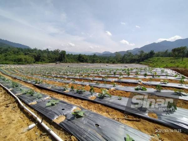 Sepakat Niaga mempunyai hampir 12 hektar kawasan tanaman di Sungai Siput.