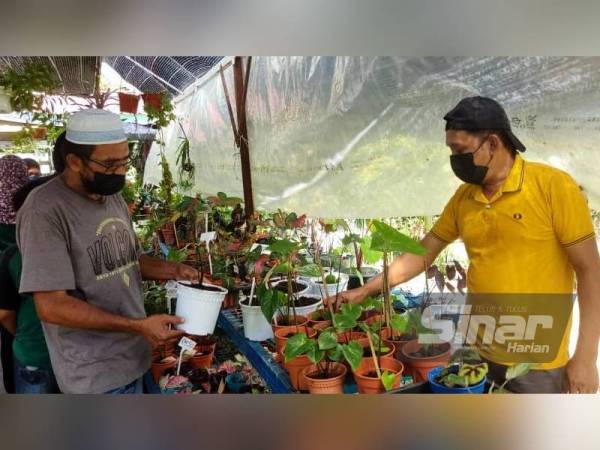 Mohd Riban (kanan) memberikan penerangan tentang jenis-jenis pokok hiasan dan harga keladi kepada pelanggan yang singgah di nurserinya di Kampung Barokas, Kuala Nerang pada Rabu.