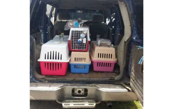 Sangkar yang ditemui dalam kenderaan berkenaan yang menyimpan 21 ekor anak anjing.