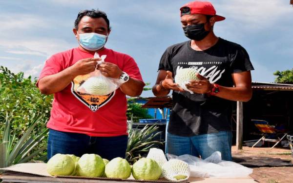 Abd Halim (kiri) bersama pekerjanya, Muhamad Amri Mat Asim membungkus buah selepas dipetik di kebunnya di Pulau Gadong baru-baru ini. -Foto Bernama 
