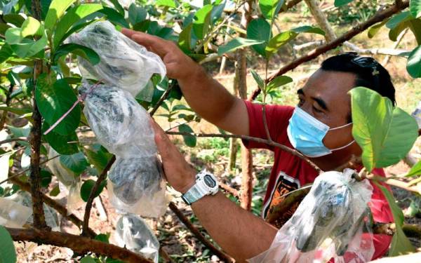 Abd Halim memeriksa kualiti buah yang ditanam di kebunnya di Pulau Gadong baru-baru ini. - Foto Bernama 