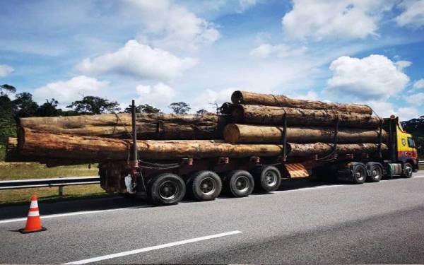 Lori membawa muatan penuh kayu balak yang cuba dipotong mangsa di lokasi. - Foto ihsan PDRM