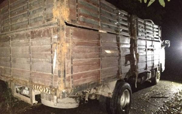 Lori yang dipandu seorang lelaki membawa muatan 68 kambing baka boer dianggarkan bernilai RM102,000 yang dipercayai diseludup dari Thailand.