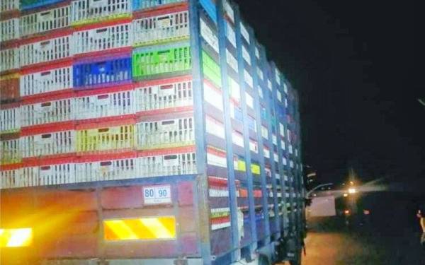 Batalion 9 PGA menahan tiga buah lori dan merampas 5,841 ekor ayam hidup dalam serbuan berasingan di Tumpat pada pagi Jumaat.