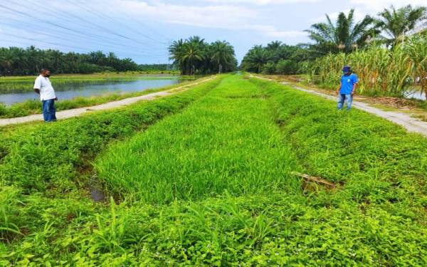 Norpazli (kanan) menunjukkan keadaan parit yang tidak diselenggarakan hingga dipenuhi semak di Kampung Parit Mat Keling, Bagan Serai. - Foto ihsan pembaca