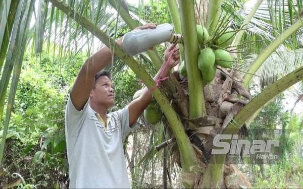 Mohamad Nazri sedang memasang bekas untuk proses mendapat air nira.