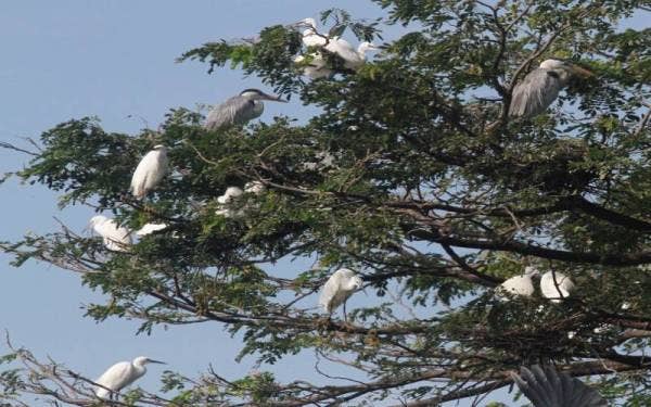 Little egret dan little cormorant turut ditemui di Malim Nawar. Foto: ihsan pembaca