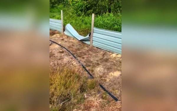 Pagar elektrik yang dipasang turut rosak akibat serangan haiwan liar terbabit.