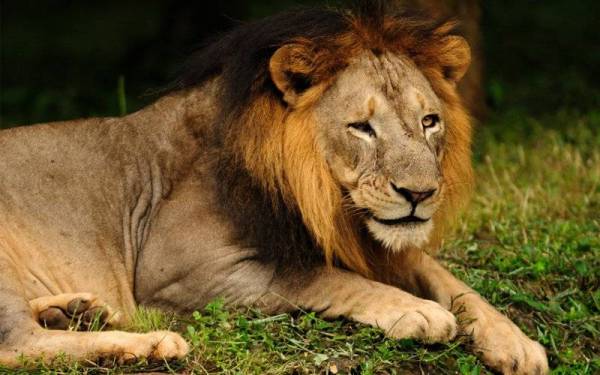 Empat ekor singa di Singapore Night Safari disahkan positif Covid-19 selepas menunjukkan gejala ringan termasuk batuk, bersin dan lesu. (Gambar hiasan) - Foto 123RF