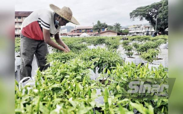 Salah seorang peserta projek fertigasi cili bara berpuas hati apabila 200kg berjaya dituai untuk pertama kali.