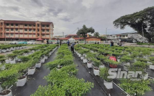 Sebanyak 2,000 polibeg tanaman fertigasi cili bara yang diusahakan lima golongan rentan sudah dituai hari ini.