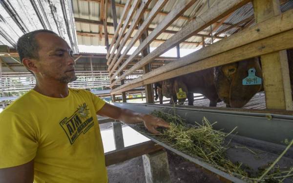 Mohd Yusoff memberi makanan kepada sebahagian kambing peliharaannya ketika ditemui Bernama di Kampung Telaga Ara Gunong di sini. - Foto Bernama