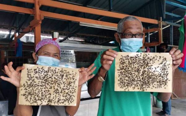 Saniah dan Yaakob (kanan) menunjukkan pelekat lalat yang digunakan sebagai salah satu kaedah mengurangkan lalat.