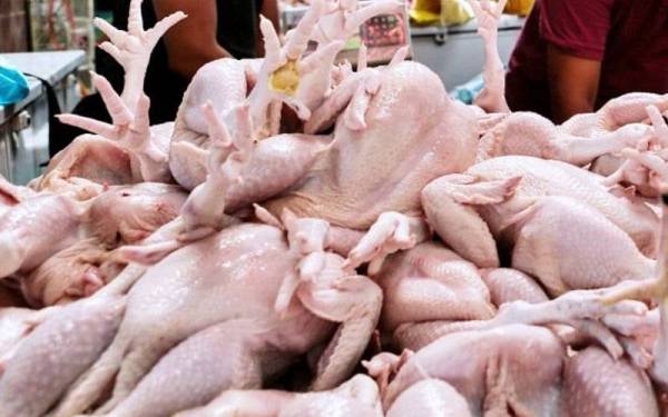 Harga ayam di Kedah terjangkau