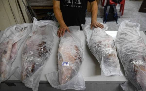 Ikan eksotik ini mahal disebabkan ia hanya memakan buah-buahan yang tumbuh di tebing sungai seperti engkabang. Foto Bernama