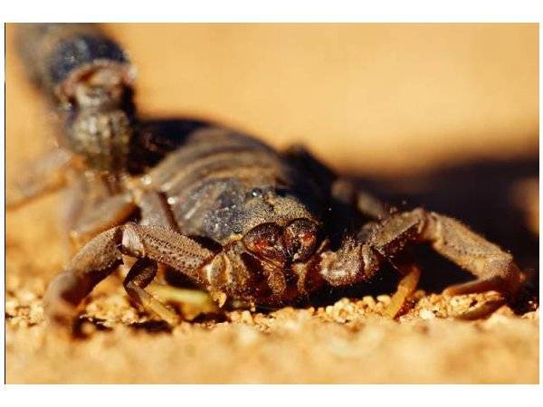 Kesemua 503 pesakit dibenarkan keluar hospital selepas disuntik dos antibisa.(Gambar hiasan) - Foto Awani