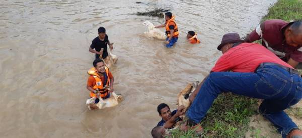 Anggota APM dan penduduk kampung menyelamatkan kambing yang terperangkap di tengah sungai di Kampung Geduhom, Kuala Pilah pada Rabu. -Foto: APM