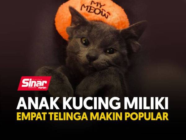 cover-kucing-NP