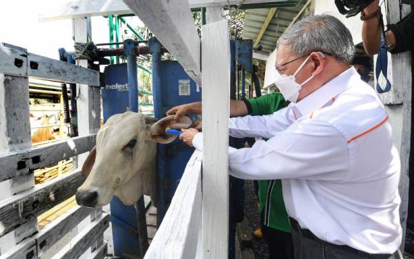 Mustapa memasang tanda pada telinga seekor lembu ketika melawat pusat ternakan lembu selepas merasmikan Hab Lembu Pedaging Felda Sahabat di Bandar Anjung Teduh pada Sabtu. - Foto Bernama