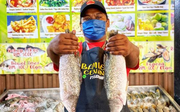 Meor Johan menunjukkan siakap segar seberat 800 hingga 900 gram yang ditawarkan di restorannya di Pantai Chenang di sini.