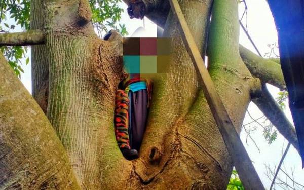 Mangsa tersangkut di atas pokok kekabu kerana mengalami sakit di bahagian pinggang. - Foto ihsan bomba