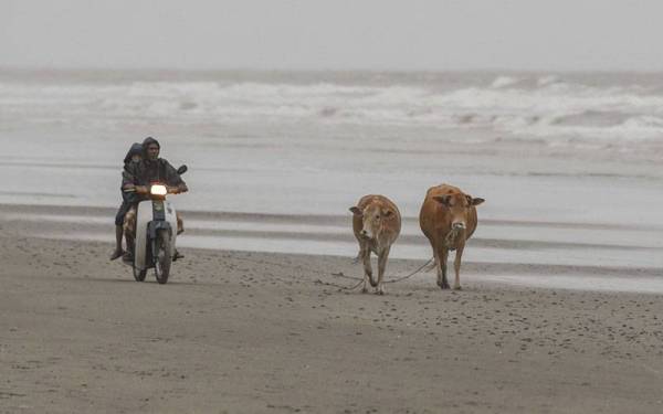 Penduduk menghambat lembu miliknya yang berkeliaran di pantai dalam keadaan hujan untuk pulang ke kandang ketika tinjauan foto Bernama di Pantai Irama ini.