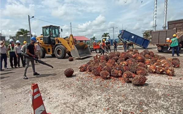 Demonstrasi penggredan buah tandan segar di Kilang Sawit FGV Maokil di Segamat, Johor.