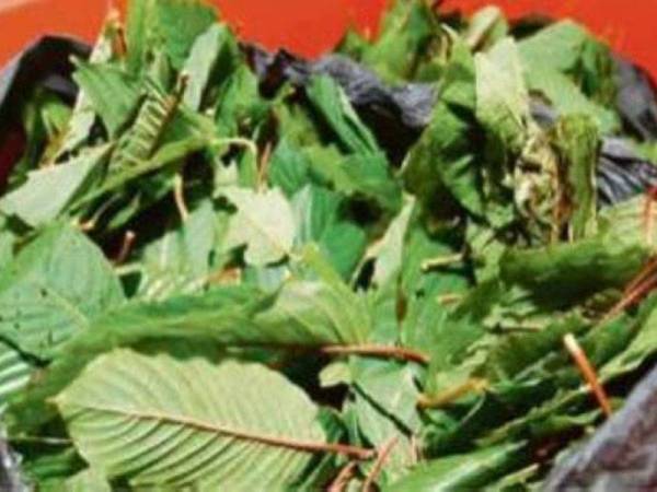 Daun ketum.Gambar hiasan