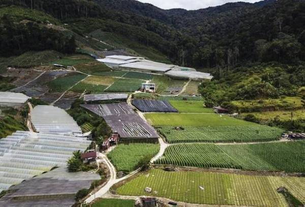 Pekebun mendakwa apabila hasil pengeluaran berkurangan, secara tidak langsung mereka terpaksa menaikkan harga sayur-sayuran di pasaran. Gambar hiasan.