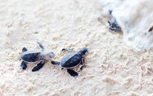 Tiga kanak-kanak maut selepas memakan daging penyu di Pulau Pemba di Zanzibar, Tanzania.- Foto 123rf