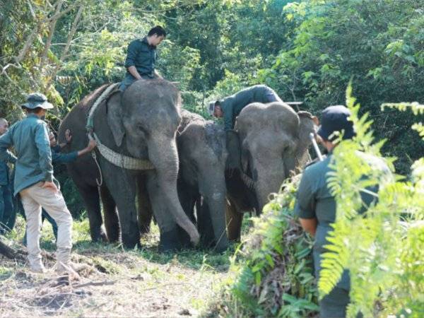 Dua gajah denak digunakan bagi membantu proses memindahkan gajah jantan liar (tengah) dari kawasan perumahan nelayan Sungai Puteri ke hutan Taman Negara Terengganu pada Ahad.