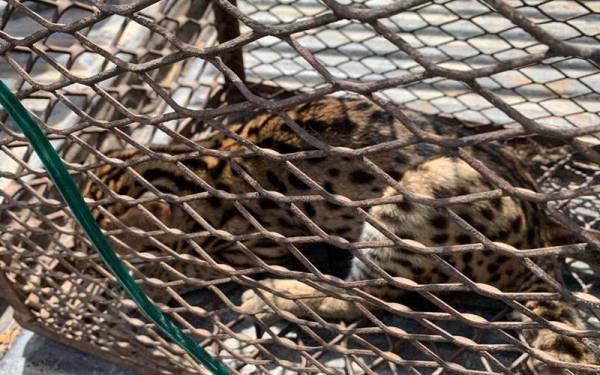 Kucing batu yang diselamatkan Perhilitan Perak dibawa mendapatkan rawatan di NWRC Sungkai.