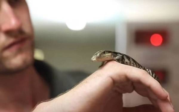 Seekor cicak mempunyai dua kepala dan tiga mata dipulihara di Taman Reptilia Australia, utara Sydney. - Foto YouTube/Australian Reptile Park