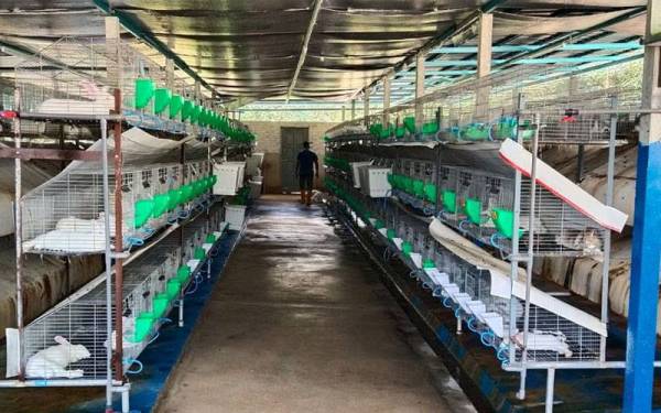 Keadaan kandang yang sentiasa dalam keadaan bersih bagi memastikan arnab yang diternak membesar dalam keadaan sihat.