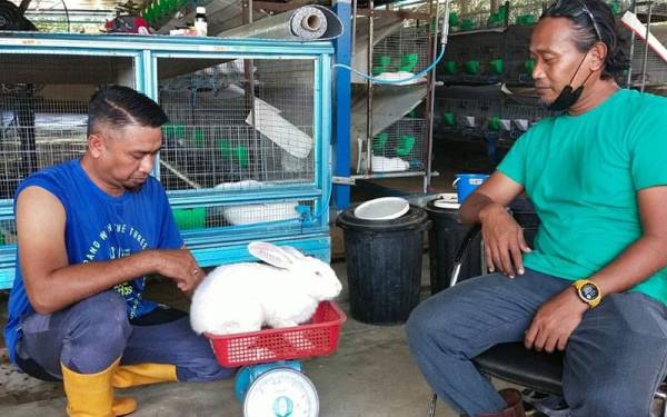 Jamelludin (kiri) dan Mohd Amir menunjukkan arnab baka Hycole Hibrid dari Perancis yang mampu mencapai berat sehingga 7.5 kilogram.