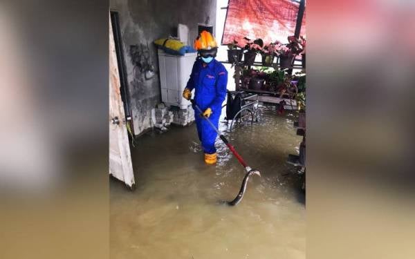 Anggota APM Pasir Puteh meredah banjir sedalam 0.3 meter untuk menangkap seekor ular tedung selar yang sedang 'berehat' dalam timbunan makanan haiwan di dalam stor sebuah rumah di Kampung Gong Pasir, Pasir Puteh pada Jumaat.