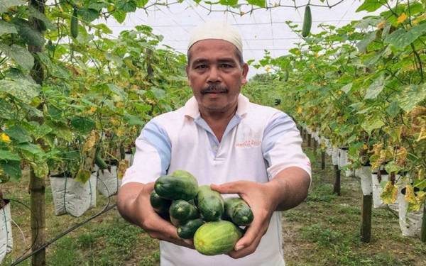 Che Husain Ismail, 61, mengutip lebih awal hasil tanamannya ketika ditemui pemberita di Kampung Kok Pauh, Rantau Panjang hari ini. - Foto Bernama