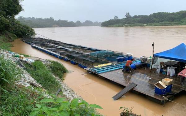 Sebelum ini, sangkar berkenaan hanya diikat pada rumah rakit, namun kini ia diikat pada pokok besar di tebing sungai untuk langkah keselamatan pada musim tengkujuh.