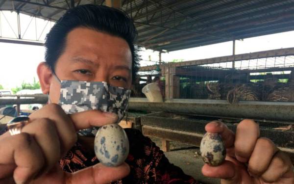 Telur puyuh ‘raksasa’ menjual lebih dari 20.000 telur sebulan