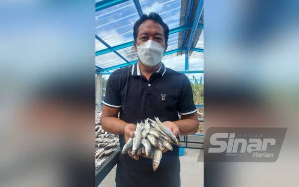 Muhammad Asri menunjukkan ikan belanak masam yang diusahakannya.