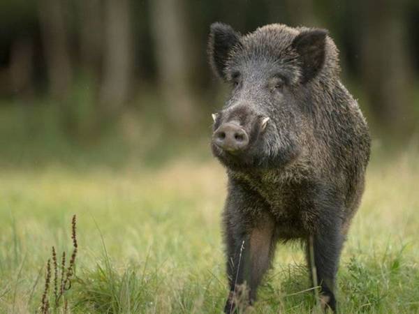 Siasatan mendapati kawasan buruan yang dibenarkan hanya di kawasan Serdang pada 2 September 2021. - Gambar hiasan.