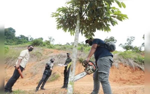 Kerja menebang 600 pokok durian musang king yang ditanam secara haram dalam Hutan Simpan Teras dilakukan kakitangan Pejabat Hutan Daerah (PHD) Raub. - Foto Ihsan PHD Raub