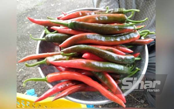 Cili yang dihasilkan segar, berkualiti dan berpatutan.