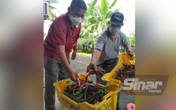 Biarpun diusahakan dalam taman, namun hasil pengeluaran amat menggalakkan.